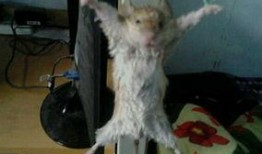 最新爆料老鼠视频大全集,最新老鼠视频大全集深度解析